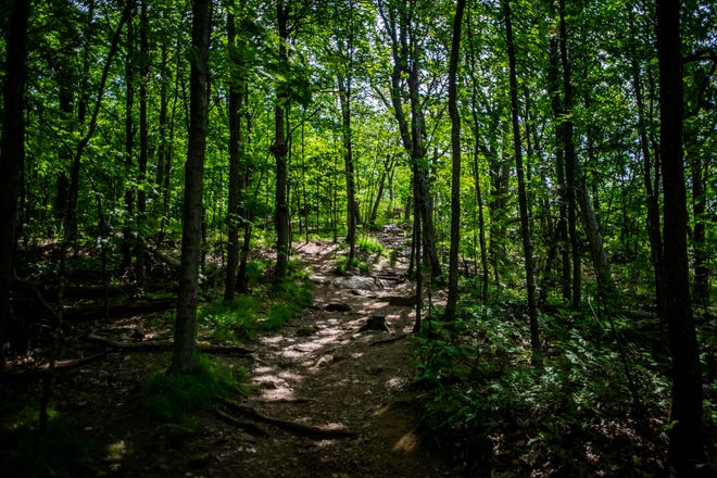This trail seen July 25, 2019, on Mount Philo is not an official trail, it's one humans have created which is part of the "intensive use" State Parks Director Craig Whipple is trying to combat.