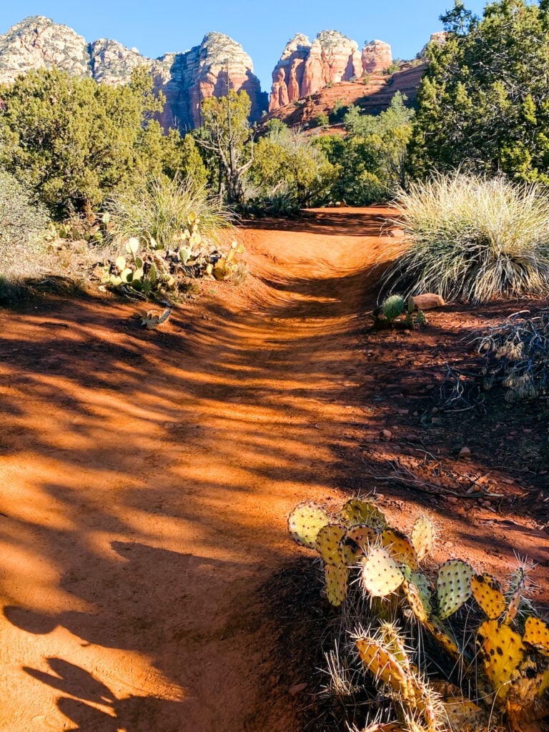 desert trail surrounded by cacti with mountains in background