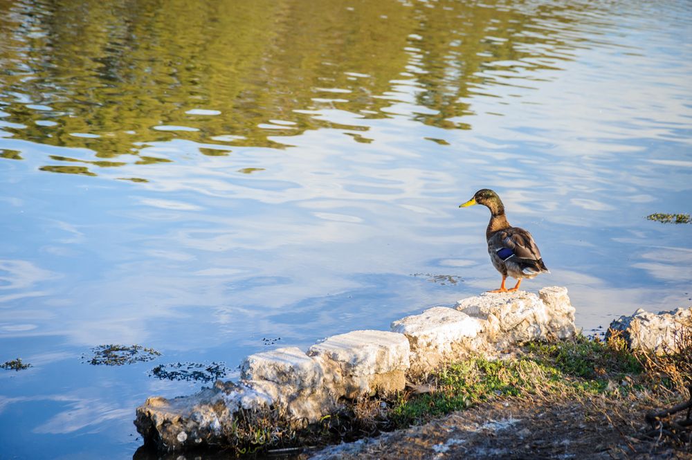 Duck at Aquatic Park