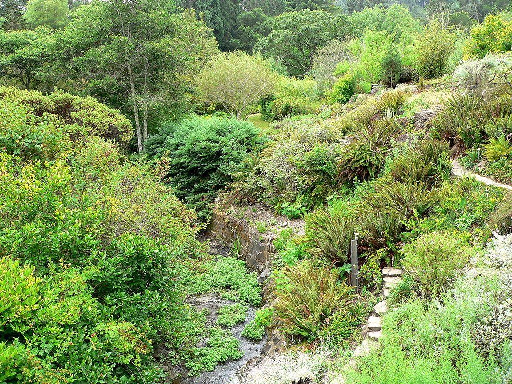 Greenery at Tilden Regional Parks Botanic Garden