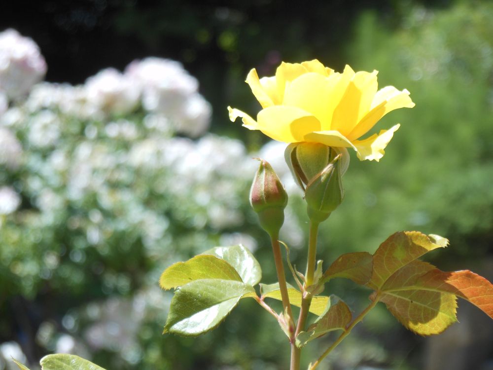 A rose at Berkeley Rose Garden