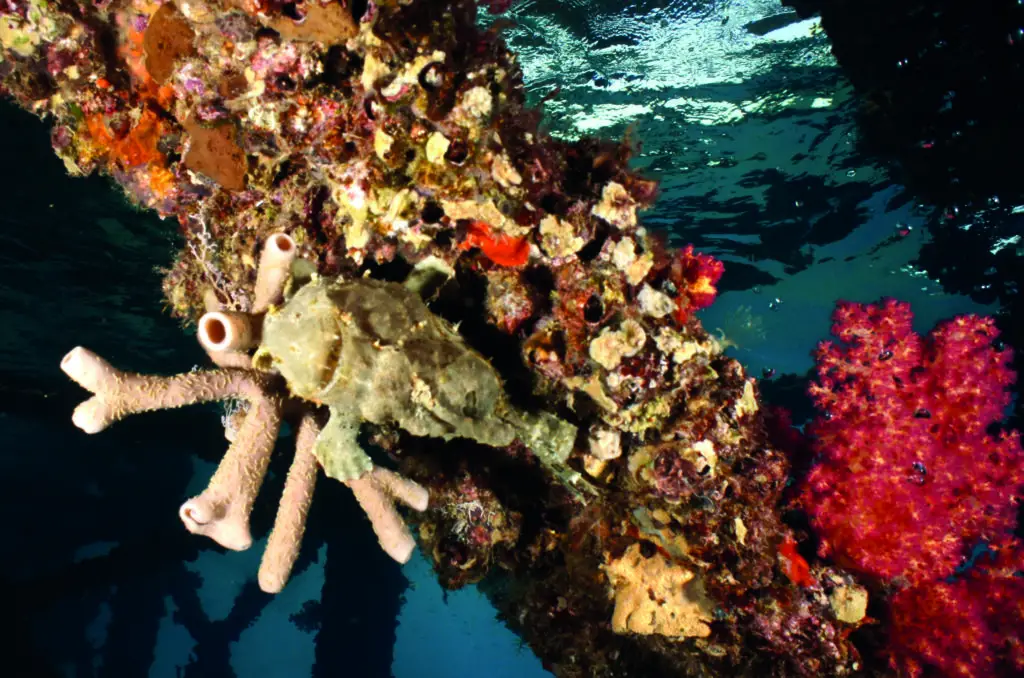 The underwater wrecks