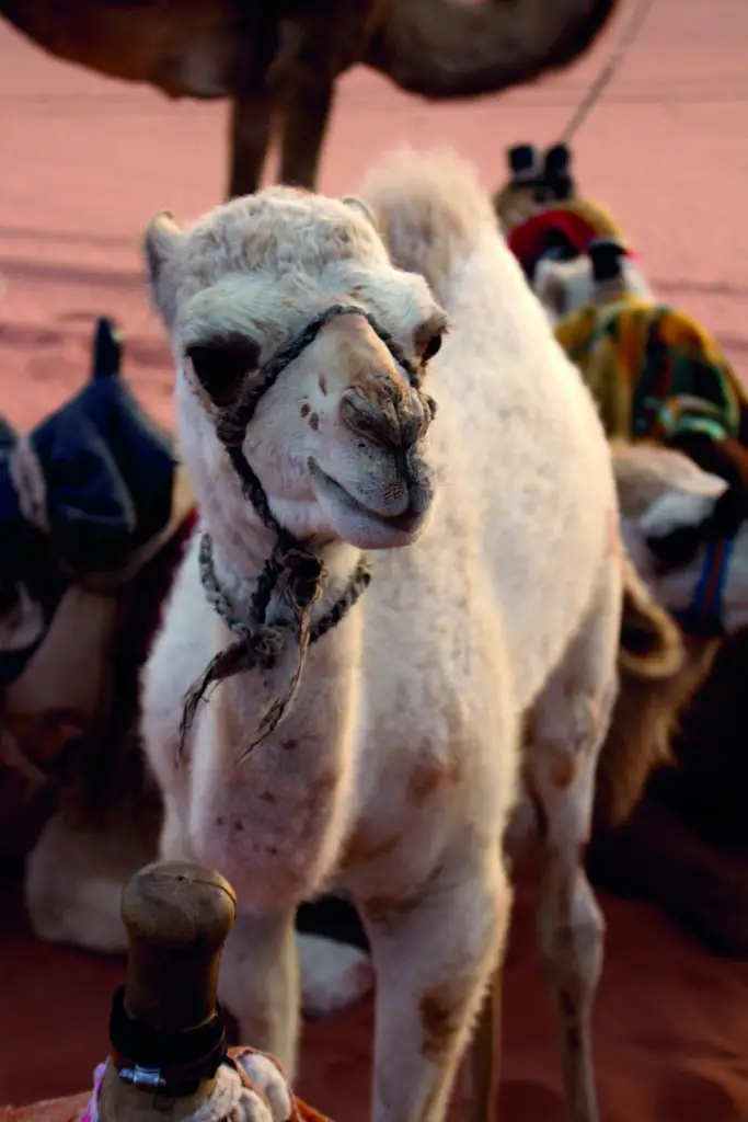 Camel at Wadi Rum